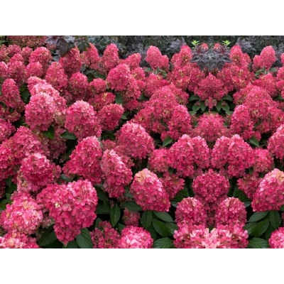 Hortensja bukietowa Hydrangea panikulata Fire light