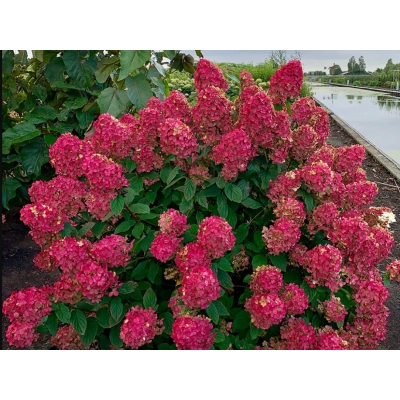 Hortensja bukietowa Hydrangea panikulata Fire light