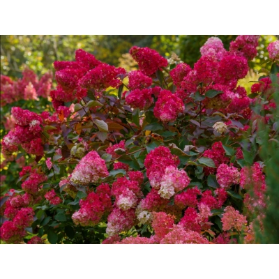 Hortensja bukietowa Hydrangea panikulata Fire light