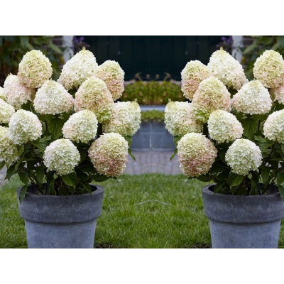 Hortensja bukietowa Hydrangea panikulata Skyfall