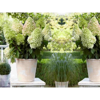 Hortensja bukietowa Hydrangea panikulata Skyfall