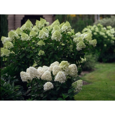 Hortensja bukietowa Hydrangea panikulata Skyfall