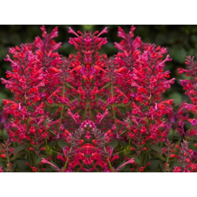 Kłosowiec 'Agastache' Kudos Coral