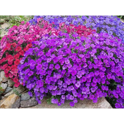 Żagwin Aubrieta cultorum Audrey Purple Shades
