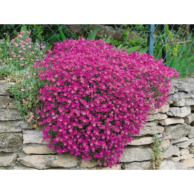 Żagwin Aubrieta cultorum Audrey Red