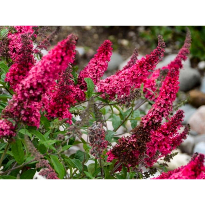 Buddleja daviddi "Prince Charming"