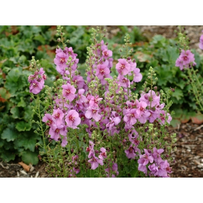 Dziewanna Ogrodowa Plum smokey