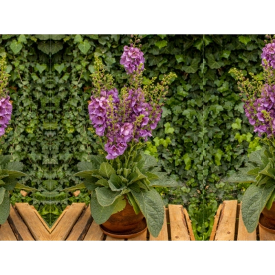 Dziewanna Ogrodowa Sugar plum