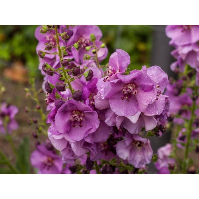 Dziewanna Ogrodowa Sugar plum