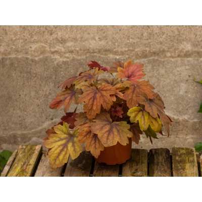 Żuraweczka 'Heuchera' Sweet tea