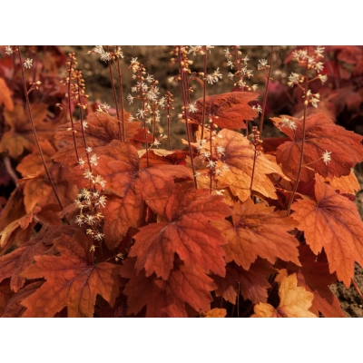 Żuraweczka 'Heuchera' Sweet tea