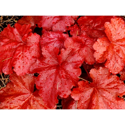 Żurawka  'Heuchera' Fire Alarm