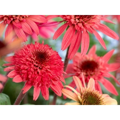Jeżówka  'Echinacea' Raspberry Trumffle