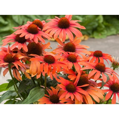 Jeżówka  'Echinacea' Julia
