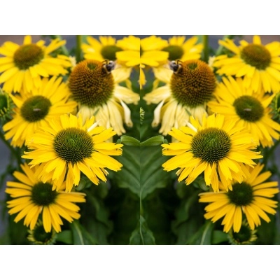 Jeżówka  'Echinacea' Pearl Yellow imp.