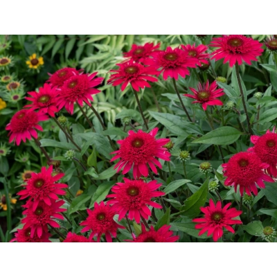 Jeżówka  'Echinacea'  Sunny Days Ruby