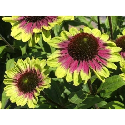 Jeżówka  'Echinacea'  Sweet Sandia