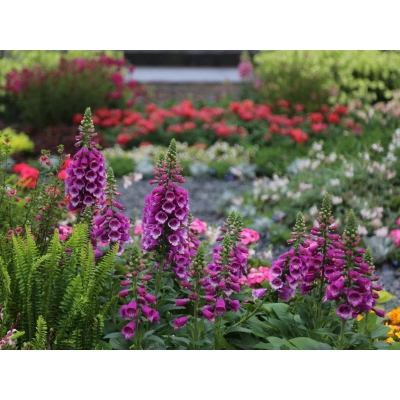 Naparstnica 'Digitalis' Dottie purple