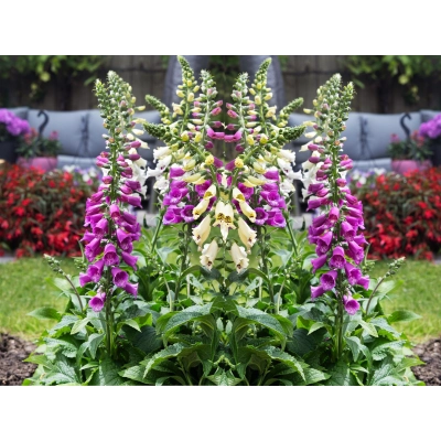 Naparstnica 'Digitalis' Dottie purple