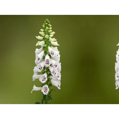 Naparstnica 'Digitalis' Dottie white