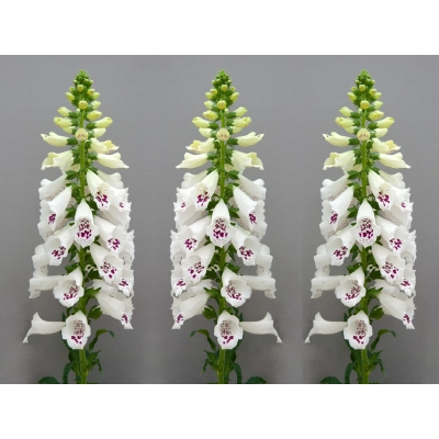 Naparstnica 'Digitalis' Dottie white