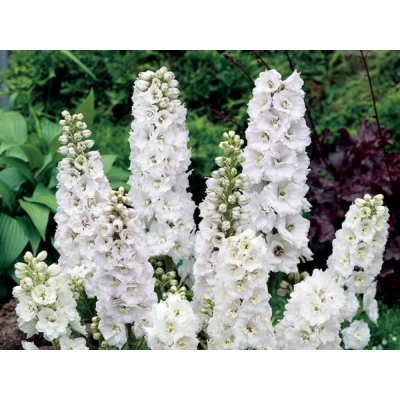 Ostróżka ogrodowa 'Delphinium' Magic fountain pure White