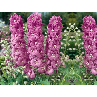 Ostróżka ogrodowa 'Delphinium' Astolat