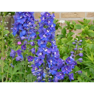 Ostróżka ogrodowa 'Delphinium' Blue bird