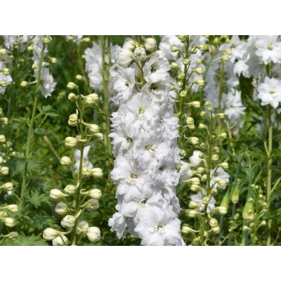 Ostróżka ogrodowa 'Delphinium' Galahad