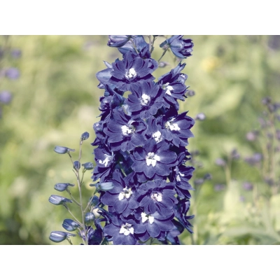 Ostróżka ogrodowa 'Delphinium' King Arthur