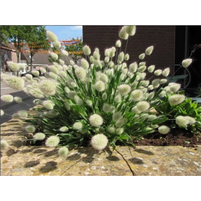 Dmuszek jajowaty 'Lagurus' Bunny tails