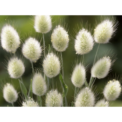 Dmuszek jajowaty 'Lagurus' Bunny tails