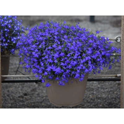Lobelia 'Lobelia' Bella oceano