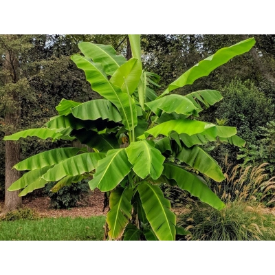 Bananowiec MUSA BASJOO