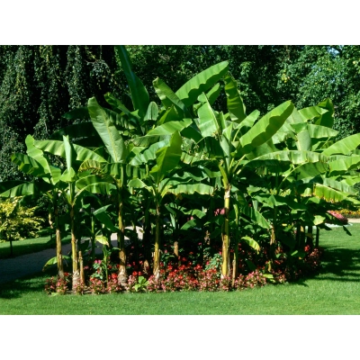 Bananowiec MUSA BASJOO