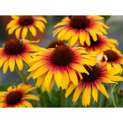 Jeżówka  'Echinacea' Parrot