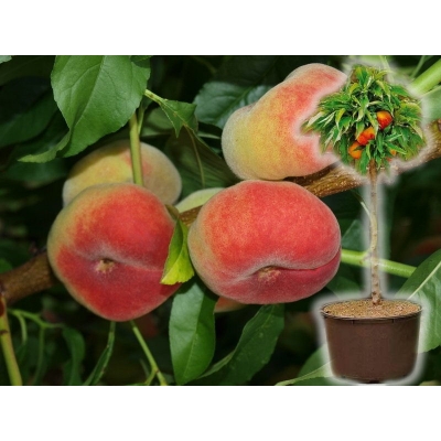 Brzoskwinia kolumnowa Prunus persica 'Saturn'