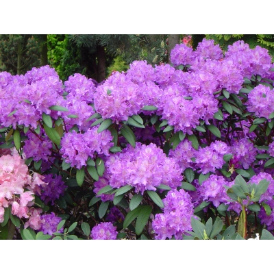 Różanecznik, Rhododendron "Alfred"