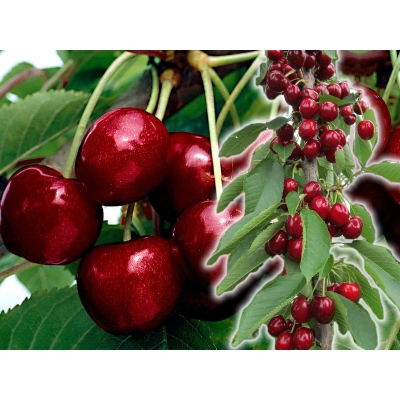 Czereśnia kolumnowa Cerasus 'Butnera'