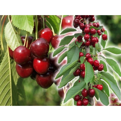 Czereśnia kolumnowa Cerasus 'Regina'