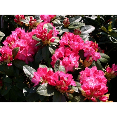Różanecznik, Rhododendron "Strenzuber"