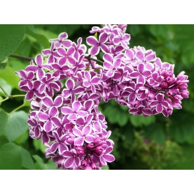 Lilak Syringa vulgaris "Sensonation"