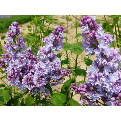 Lilak Syringa vulgaris "Michel Buchner"