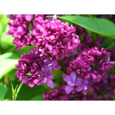 Lilak Syringa vulgaris "Ludwig Spaeth"