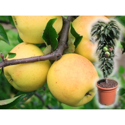 Jabłoń kolumnowa Malus 'Ananas'