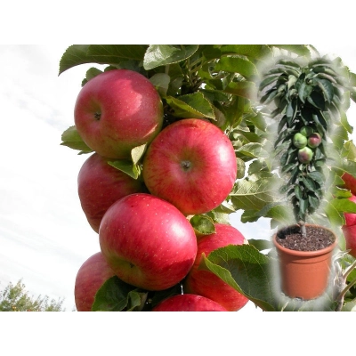 Jabłoń kolumnowa Malus 'Delikates'
