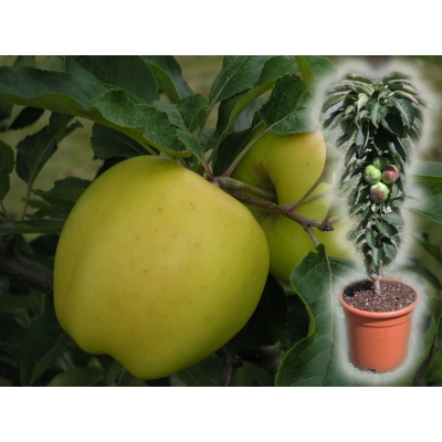 Jabłoń kolumnowa Malus 'Golden Delicious'