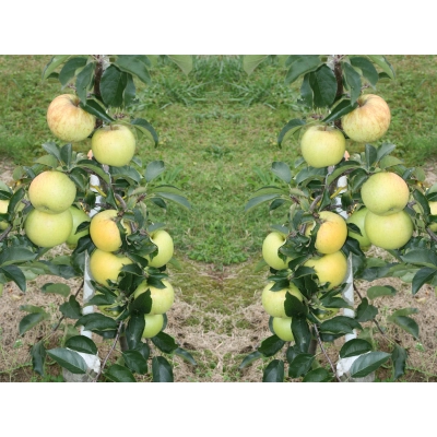 Jabłoń kolumnowa Malus 'Papierówka'