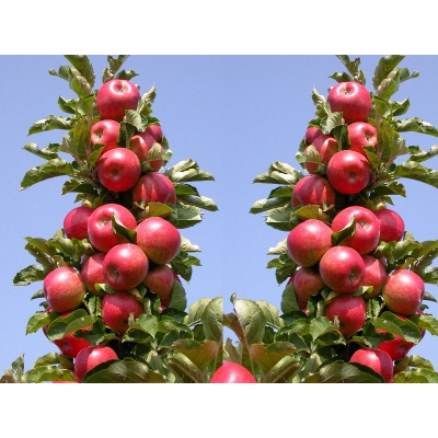 Jabłoń kolumnowa Malus 'Szampion'