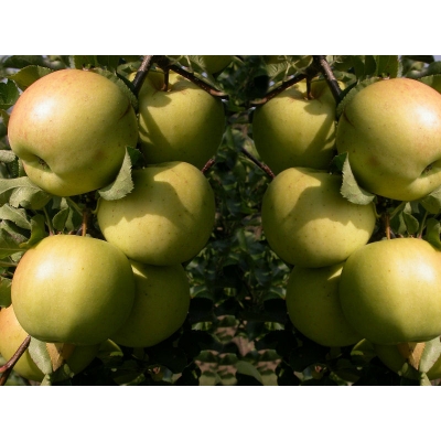 Jabłoń kolumnowa Malus 'Miodzianka'